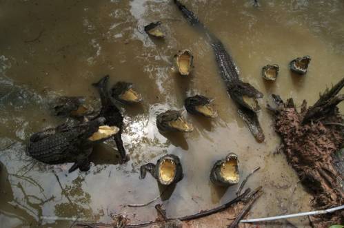 Вьетнам. Далат. Сумасшедший дом в городе цветов.